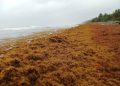Buscan convertir el sargazo en comida debido a altos niveles de presencia en playas
