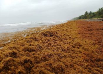 Buscan convertir el sargazo en comida debido a altos niveles de presencia en playas