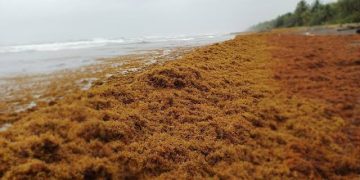 Buscan convertir el sargazo en comida debido a altos niveles de presencia en playas