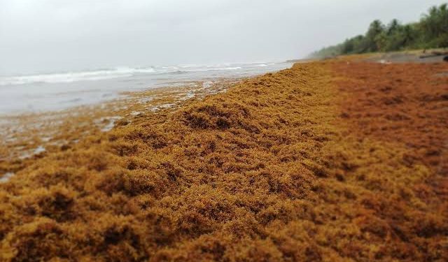 Buscan convertir el sargazo en comida debido a altos niveles de presencia en playas