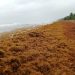 Buscan convertir el sargazo en comida debido a altos niveles de presencia en playas