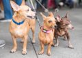 Alcaldía del Distrito Nacional esteriliza 100 perros y gatos durante jornada este fin de semana