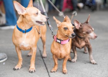 Alcaldía del Distrito Nacional esteriliza 100 perros y gatos durante jornada este fin de semana