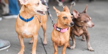 Alcaldía del Distrito Nacional esteriliza 100 perros y gatos durante jornada este fin de semana