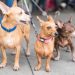 Alcaldía del Distrito Nacional esteriliza 100 perros y gatos durante jornada este fin de semana