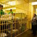 Defensor del Pueblo inspecciona centros penitenciarios de Santiago
