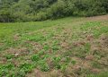 Descubren cultivo de 45 plantas de marihuana y vivero incinerado en San José de Ocoa