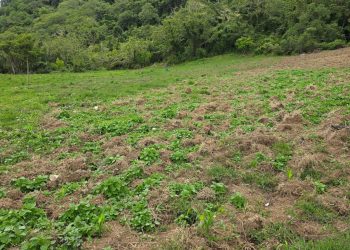 Descubren cultivo de 45 plantas de marihuana y vivero incinerado en San José de Ocoa