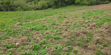 Descubren cultivo de 45 plantas de marihuana y vivero incinerado en San José de Ocoa