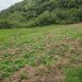 Descubren cultivo de 45 plantas de marihuana y vivero incinerado en San José de Ocoa