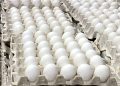 La República Dominicana reanuda las exportaciones de huevos a Cuba con envío de más de 3.9 millones de unidades