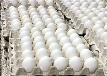 La República Dominicana reanuda las exportaciones de huevos a Cuba con envío de más de 3.9 millones de unidades