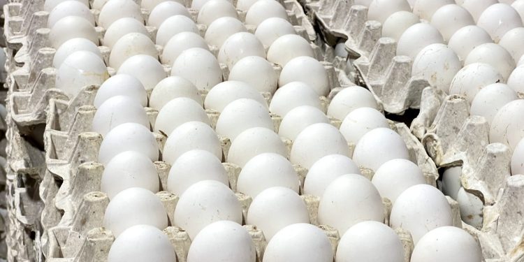 La República Dominicana reanuda las exportaciones de huevos a Cuba con envío de más de 3.9 millones de unidades