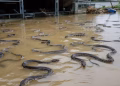 Inundaciones por tifón Maysak en China causan fuga de 900 serpientes, algunas venenosas