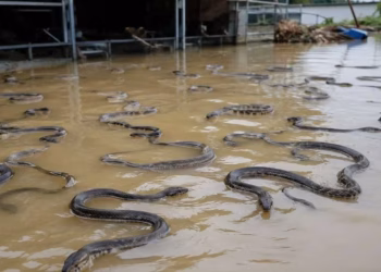 Inundaciones por tifón Maysak en China causan fuga de 900 serpientes, algunas venenosas