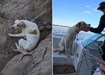 Pescadores hallaron un perro atado en una barranca y lo rescataron en plena travesía