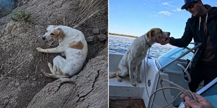 Pescadores hallaron un perro atado en una barranca y lo rescataron en plena travesía