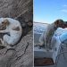 Pescadores hallaron un perro atado en una barranca y lo rescataron en plena travesía