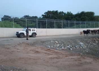 Patrulla del Ejército recupera ganado robado y frustra intento de traslado ilegal hacia Haití