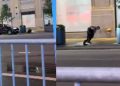 Investigan un nuevo video de personas saliendo de una alcantarilla en Manhattan