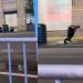 Investigan un nuevo video de personas saliendo de una alcantarilla en Manhattan
