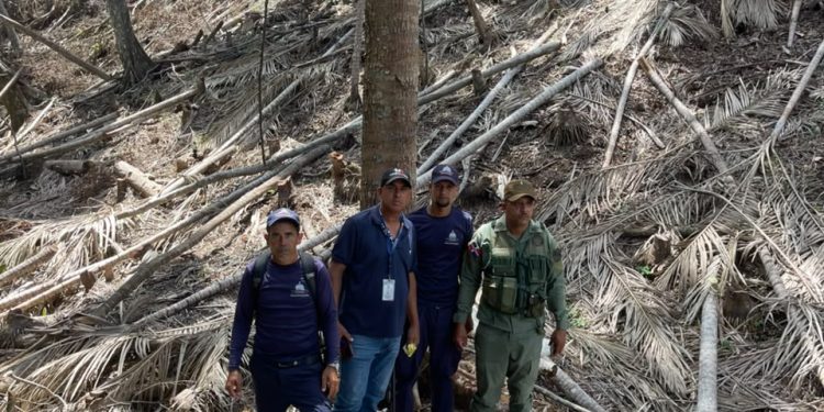 Imponen prisión preventiva a dos hombres por corte de árboles en zona de amortiguamiento del Parque Nacional Valle Nuevo