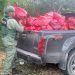 Autoridades decomisan sacos de carbón en terrenos agrícolas por denuncias de parceleros