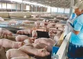 Productores porcinos exigen freno a importaciones y amenazan con protestas