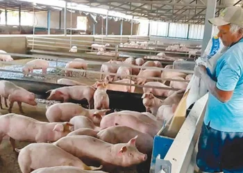 Productores porcinos exigen freno a importaciones y amenazan con protestas