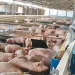 Productores porcinos exigen freno a importaciones y amenazan con protestas