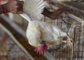 Confirman casos de gripe aviar en patos y gallinas de Guinea en Puerto Rico