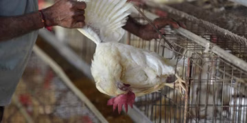 Confirman casos de gripe aviar en patos y gallinas de Guinea en Puerto Rico