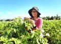 Agricultura beneficia a más de 4,700 mujeres rurales y fortalece su participación en el sector agropecuario