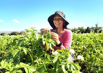 Agricultura beneficia a más de 4,700 mujeres rurales y fortalece su participación en el sector agropecuario