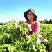 Agricultura beneficia a más de 4,700 mujeres rurales y fortalece su participación en el sector agropecuario